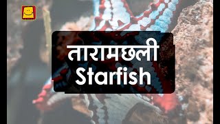 Starfish Hindi  तारामछली [upl. by Belden]