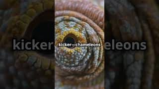 Chameleon Camouflage Masters of Hide and Seek [upl. by Macnair]