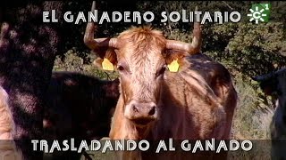 Toros de Justo Barba ganadero solitario trasladando ganado becerros  Toros desde Andalucía [upl. by Doowron617]