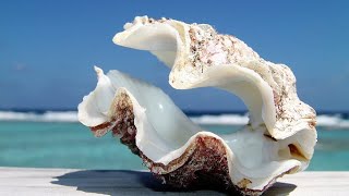 Phylum Mollusca Part 3 Class Bivalvia Clams Oysters Mussels etc [upl. by Roselia173]