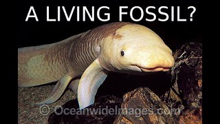 Understanding the Australian Lungfish [upl. by Laehcimaj]