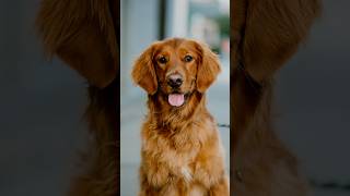 Golden Retriever Portraits dogphotography streetportraits streetphotography 85mm dogportraits [upl. by Melda589]