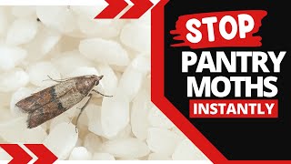 How Do I Permanently Get Rid of Pantry Moths [upl. by Earl]