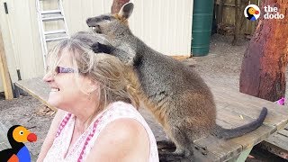 Rescue Wallaby Loves To Drive His Parents Nuts  LUCKY  The Dodo [upl. by Sivrup]