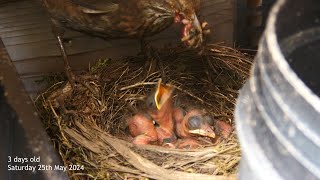 Nesting Blackbirds at Wellesbourne Allotments [upl. by Bledsoe610]