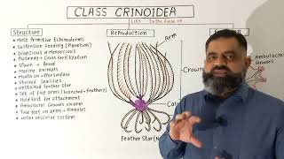 Class Crinoidea English medium profmasoodfuzail Phylum Echinodermata Feather Star Sea lilies [upl. by Pepper]