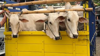 funny cow unloading from truck at the marketcow sound videos for kidsbig cowfunny animal [upl. by Edorej]