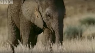 Orphaned Baby Elephant Struggles To Survive  BBC [upl. by Itram494]