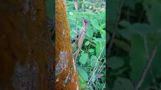 Acanthosaura Reptileslizard reptile reptiles reptilesofyoutube lizardsofyoutube [upl. by Maurer]