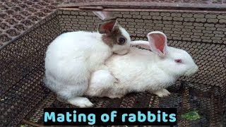 Mating of rabbits [upl. by Ahsakal]