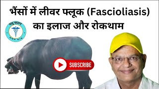 भैंसों में लीवर फ्लूक Fascioliasis का इलाज और रोकथाम  पशु पालन GNP Sir [upl. by Eenhpad]