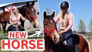 Rich girl Gets A NEW HORSE 😂  Equestrian Comedy [upl. by Rehpotsirk]