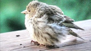 Sick Pine Siskins  Bird Salmonella [upl. by Stinson]