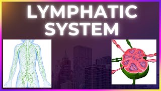 Lymphatic System  A quick overview [upl. by Atteugram516]