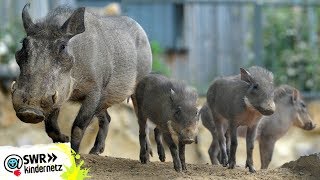 Warzenschwein Ein neuer Freund  OLIs Wilde Welt  SWR Kindernetz [upl. by Fernandes773]