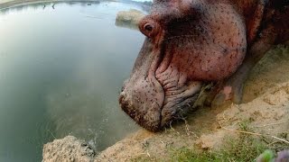 Hippo Climbs Down a Steep CliffWith Difficulty [upl. by Callean]