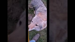 TALK TO HER❤️🐺 coyote dog weavethecoyote duckholliday puppy wildlife nature cute animals [upl. by Cherian]