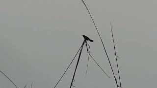 Bristled Grassbird  Courtship Display and calls [upl. by Veljkov]