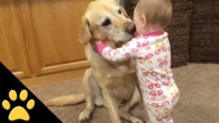 Cute Dogs And Adorable Babies Compilation [upl. by Eiramadnil]