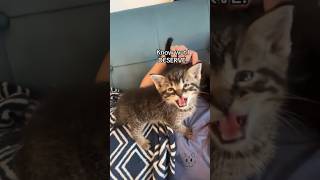 Bossy baby 😼 babykittens fosterlove cat foster babycat catlover [upl. by Schrick561]