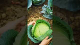 Fresh harvest of seasonal vegetables 🥬🥦🥒 gardenplants food [upl. by Srednas620]