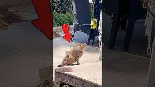 The kitten was rescued and the mother cat said thank you with actions🥹animalrescue cat pets [upl. by Aisiat]