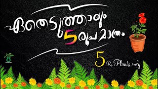 ഏതെടുത്താലും 5 രൂപ മാത്രം5rs only plantsoffersaleclearence saleonline nature garden plants [upl. by Yrod]