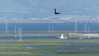 Spinnaker Sailing Class  May 15 2024  San Francisco Bay [upl. by Cos]