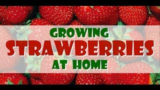 DIY HOW TO GROW STRAWBERRIES [upl. by Cadel]