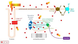 Excitationcontraction coupling in the heart How an electrical signal causes the heart to beat [upl. by Magill]