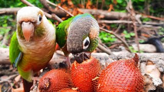 Conure Bird Sounds in the forest  green cheek conure parrot eating Salak Fruit so happy [upl. by Havot]