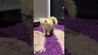 Persian kittens 🐾catlovers homecat cute kitten pets catvideos utubeshorts utube indian [upl. by Aras]