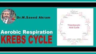 Krebs Cycle  Aerobic Respiration  Urdu [upl. by Ahtiekal774]