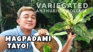 VARIEGATED ANTHURIUM FOLIAGE  PLANT PROPAGATIONS amp CARE TIPS [upl. by Waters]