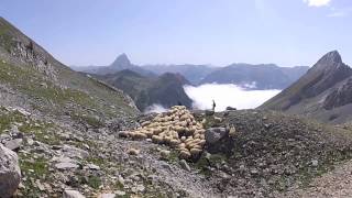 Transhumance en Ossau [upl. by Florin]