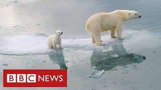 Arctic polar bears quotface nearextinction within decadesquot warn scientists  BBC News [upl. by Ainex]