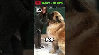 36 🐶 Las 5 Razas de Perros Más Grandes del Mundo 🌍 QuieroAMiPerro ❤️ [upl. by Jamesy]