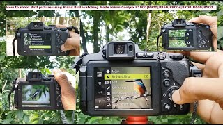 Shoot Bird picture using P and Bird watching Mode Nikon Coolpix P1000 P900 P950 P900s B700 B600 B500 [upl. by Thatcher546]