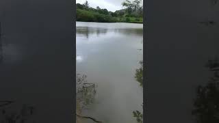 Barragem de Pedra Dágua começa a verter em Pesqueira [upl. by Eniowtna]