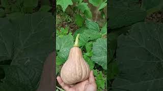 Harvesting SquashThis is the Squash Blossom That I Hand Pollinated shorts [upl. by Ahselat]