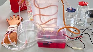 How to make Hemodialysis working model for science project grade 910  biology [upl. by Zsazsa]