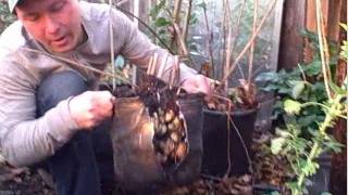 Yield 8 Pounds of Edible Sunchoke Tubers from a 3 Gallon Nursery Pot [upl. by Shum207]