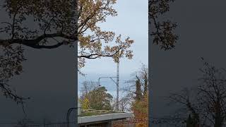 Autumn in Switzerland 🍂the colorful magnificence of the trees luzerne schweiz nature shorts [upl. by Sidoon837]