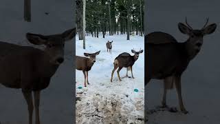 Family DRAMA Deer at Daybreak  Lumpy vs Grandma NM True Angel Fire [upl. by Reiss]