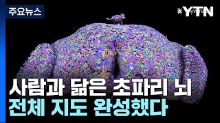 사람과 닮은 초파리 뇌 전체 지도 완성했다  YTN [upl. by Hunley]