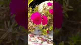 23 October mose Rosepurslane Flowers growth  viral shorts [upl. by Vitalis]