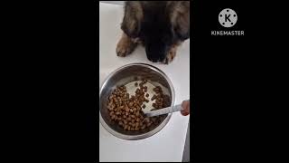 Alimentation chiot berger allemand 2 mois et demi germanshepherdpuppy bergerallemand croquettes [upl. by Amand]