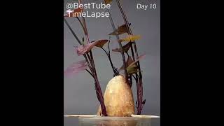 Enraizamento da Batata Doce  Time Lapse timelapse agricultura cultivation batata [upl. by Ayote]