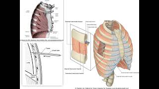 Anatomie du Thorax et du Diaphragme [upl. by Enhpad]