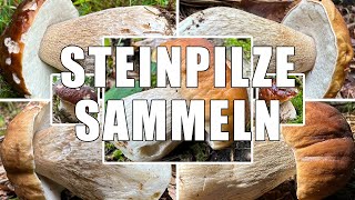 Steinpilze sammeln  Boletus edulis  Porcini mushrooms  Steinpilz oder Gallenröhrling [upl. by Ettellocin]